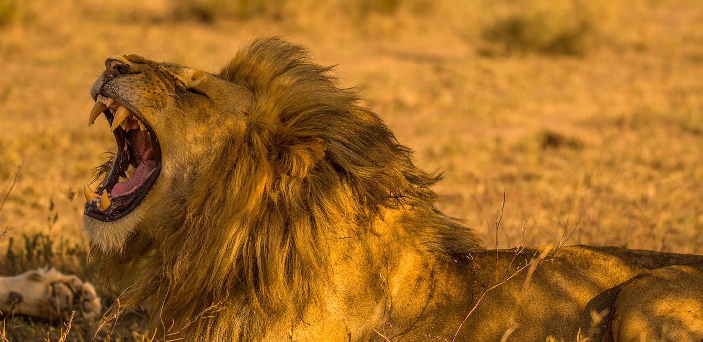 Katavi National park